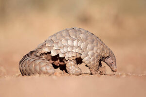 the giant pangolin 1